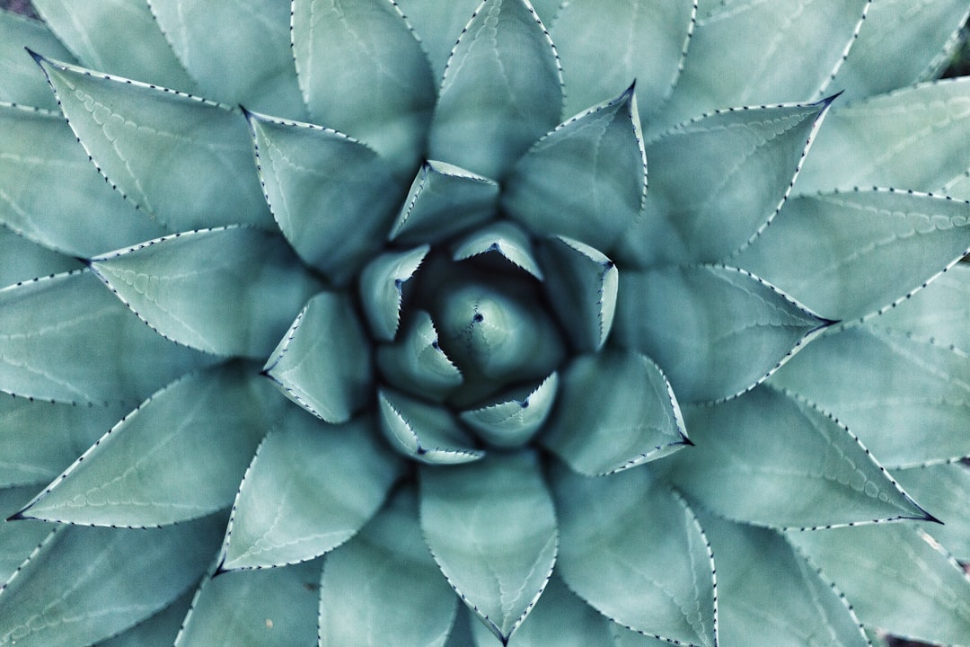 Succulent center in macro