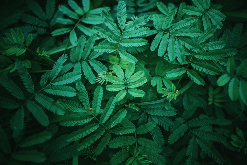 Accompagnement des Dirigeants Vivid close-up of lush green tropical leaves in natural light, showcasing detailed foliage.